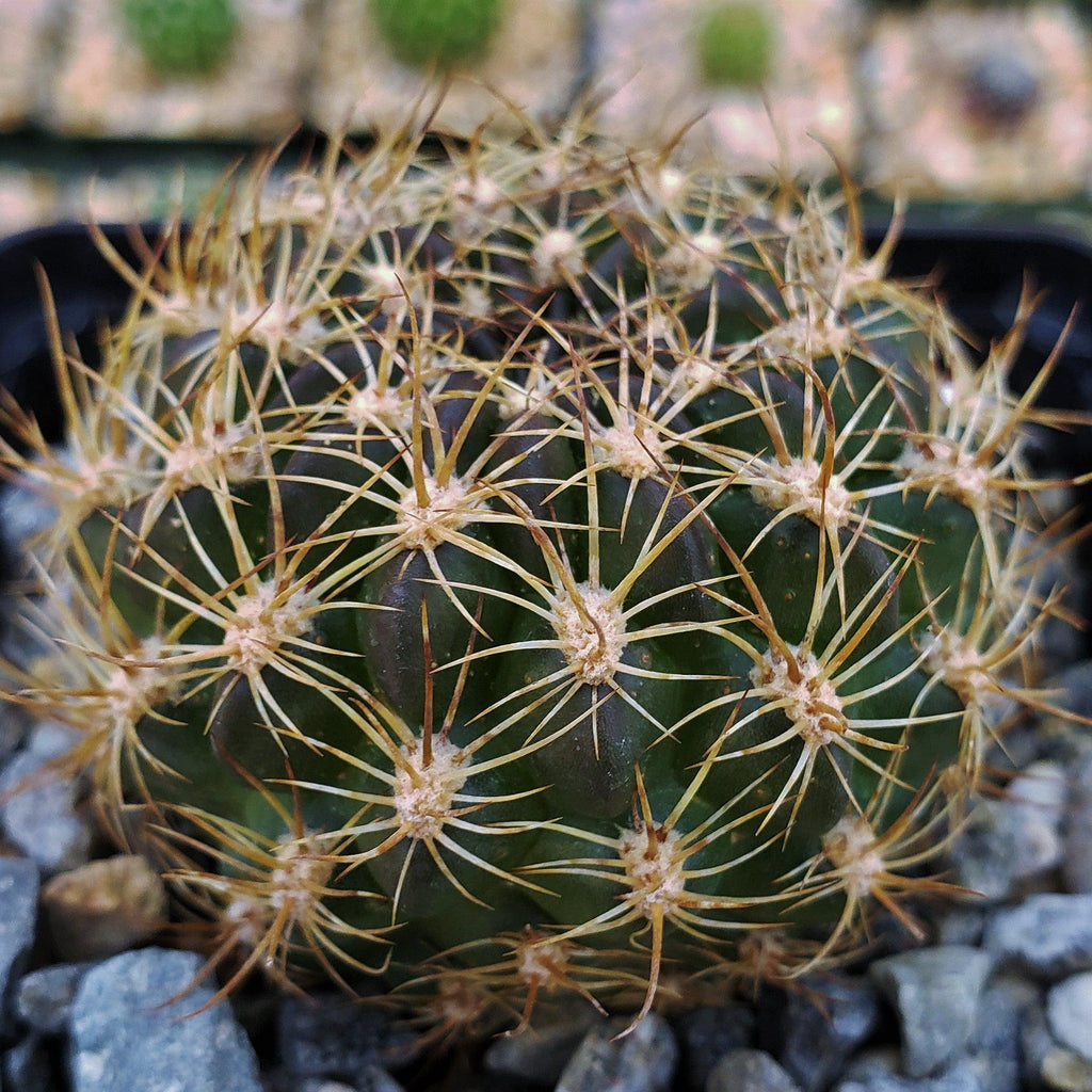 Pseudolobivia cardenasiana