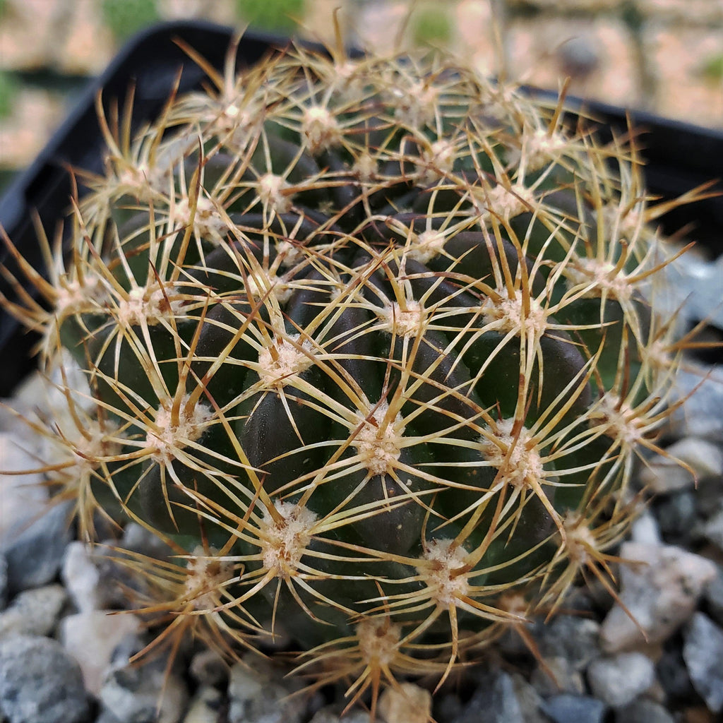 Pseudolobivia cardenasiana