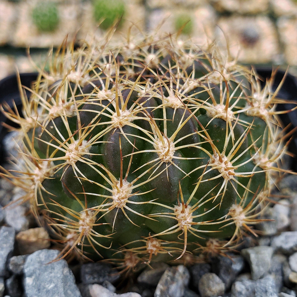 Pseudolobivia cardenasiana