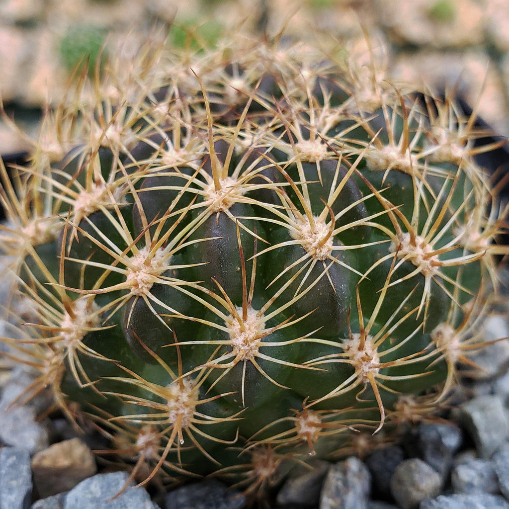 Pseudolobivia cardenasiana