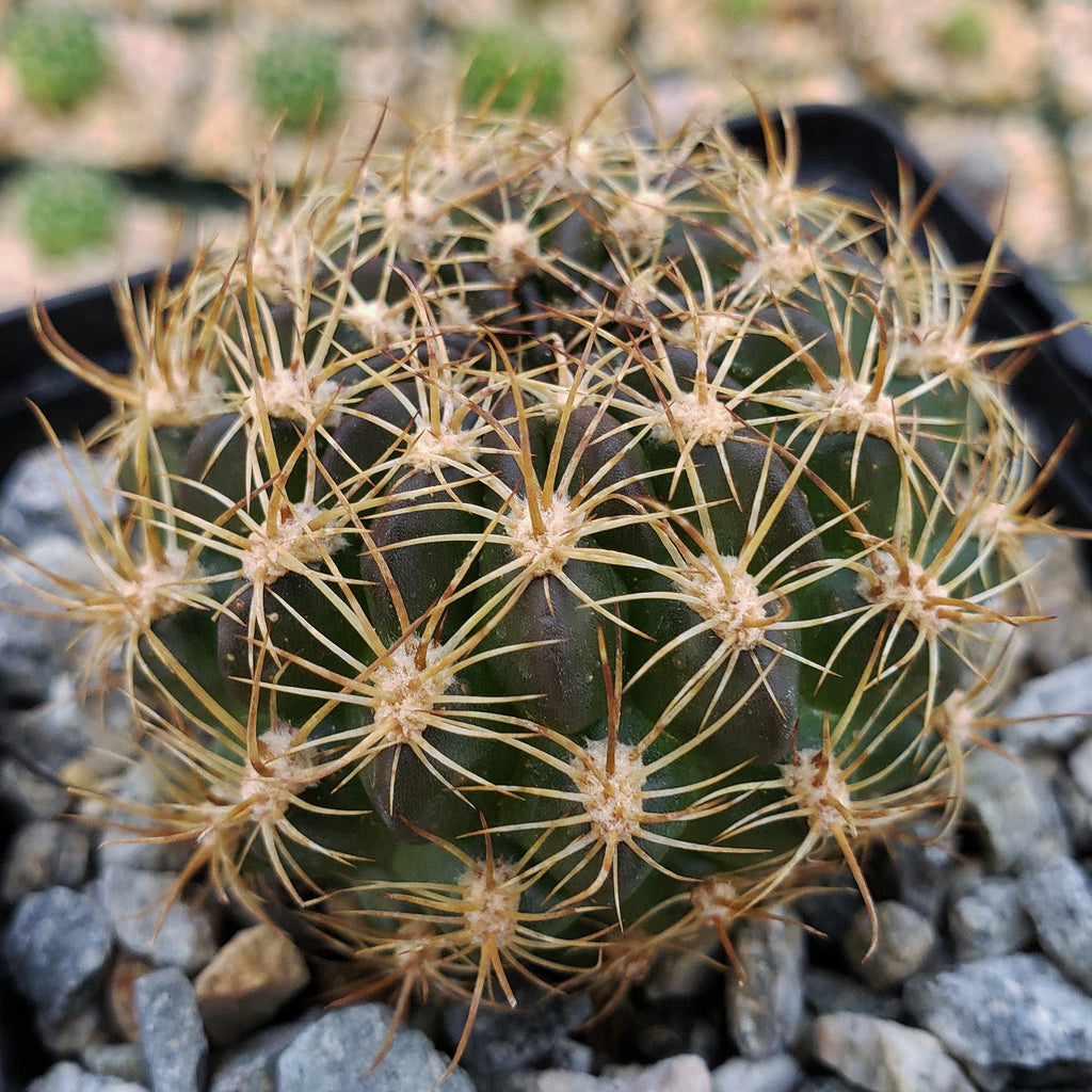 Pseudolobivia cardenasiana