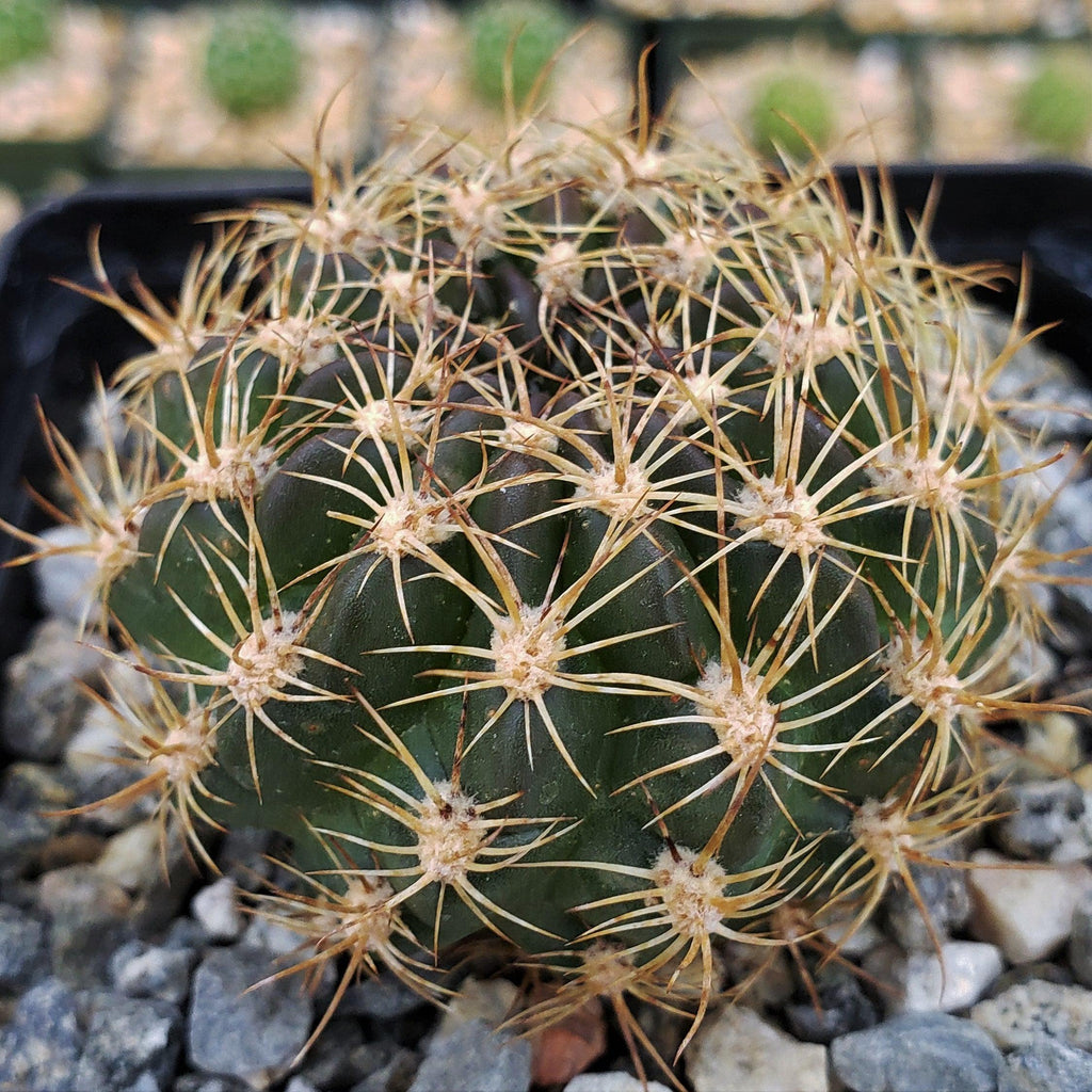 Pseudolobivia cardenasiana