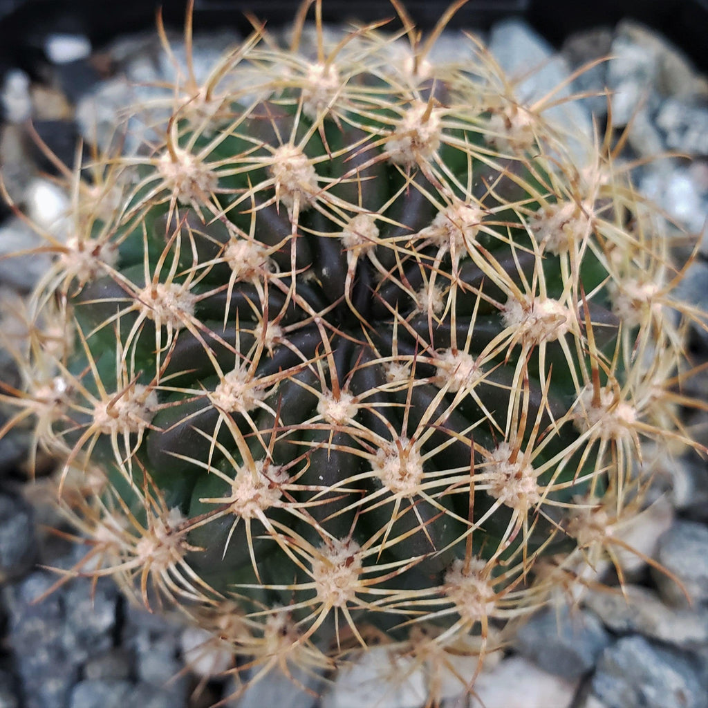 Pseudolobivia cardenasiana