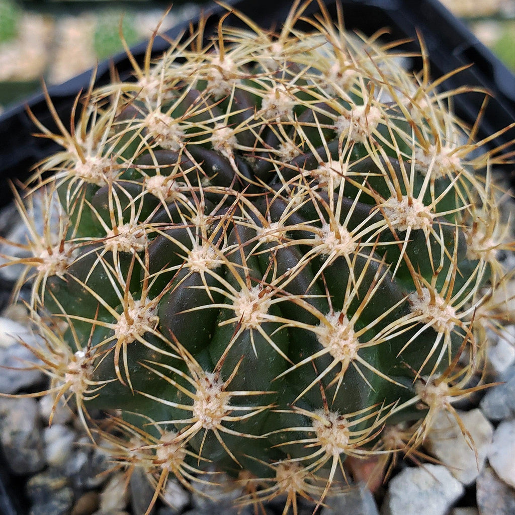 Pseudolobivia cardenasiana