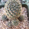 Rebutia sanguinea