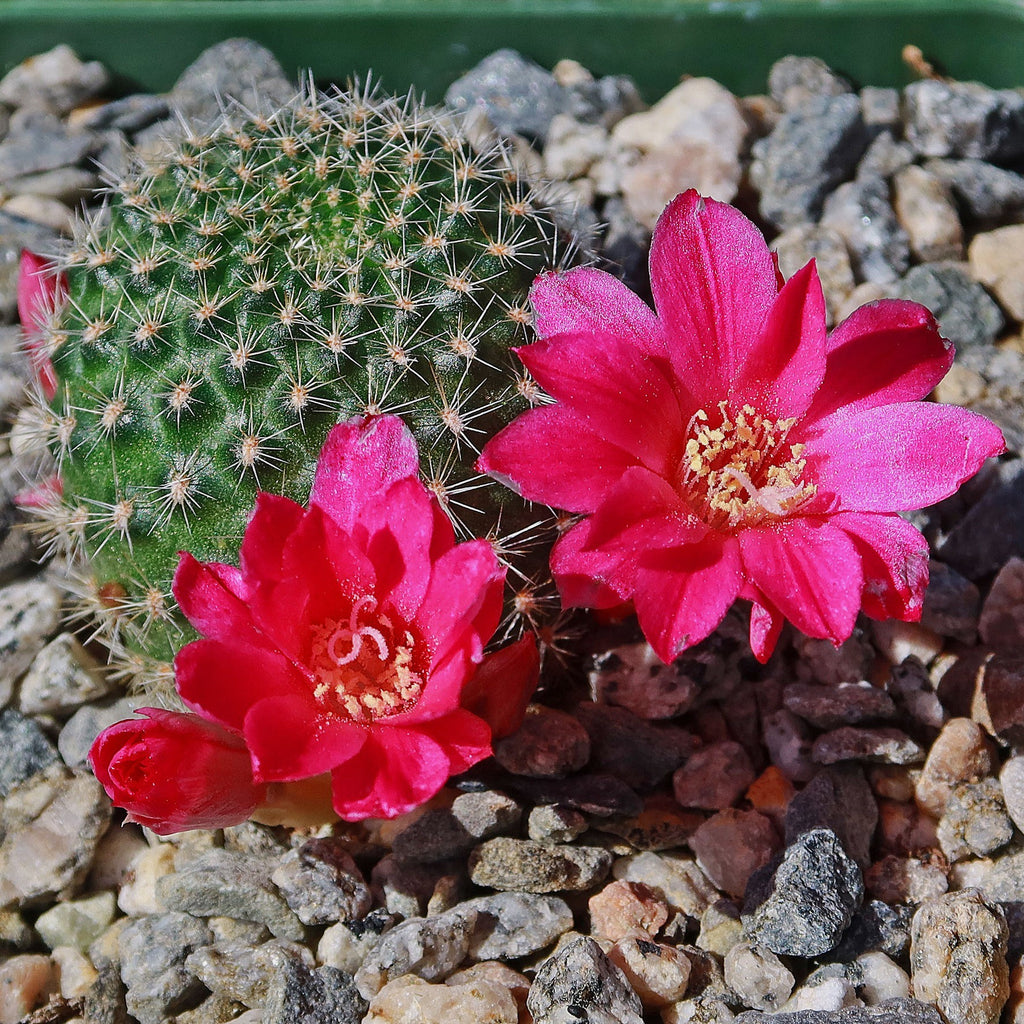 Crown Cactus - Rebutia albispina