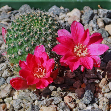 cactus shop online Crown Cactus