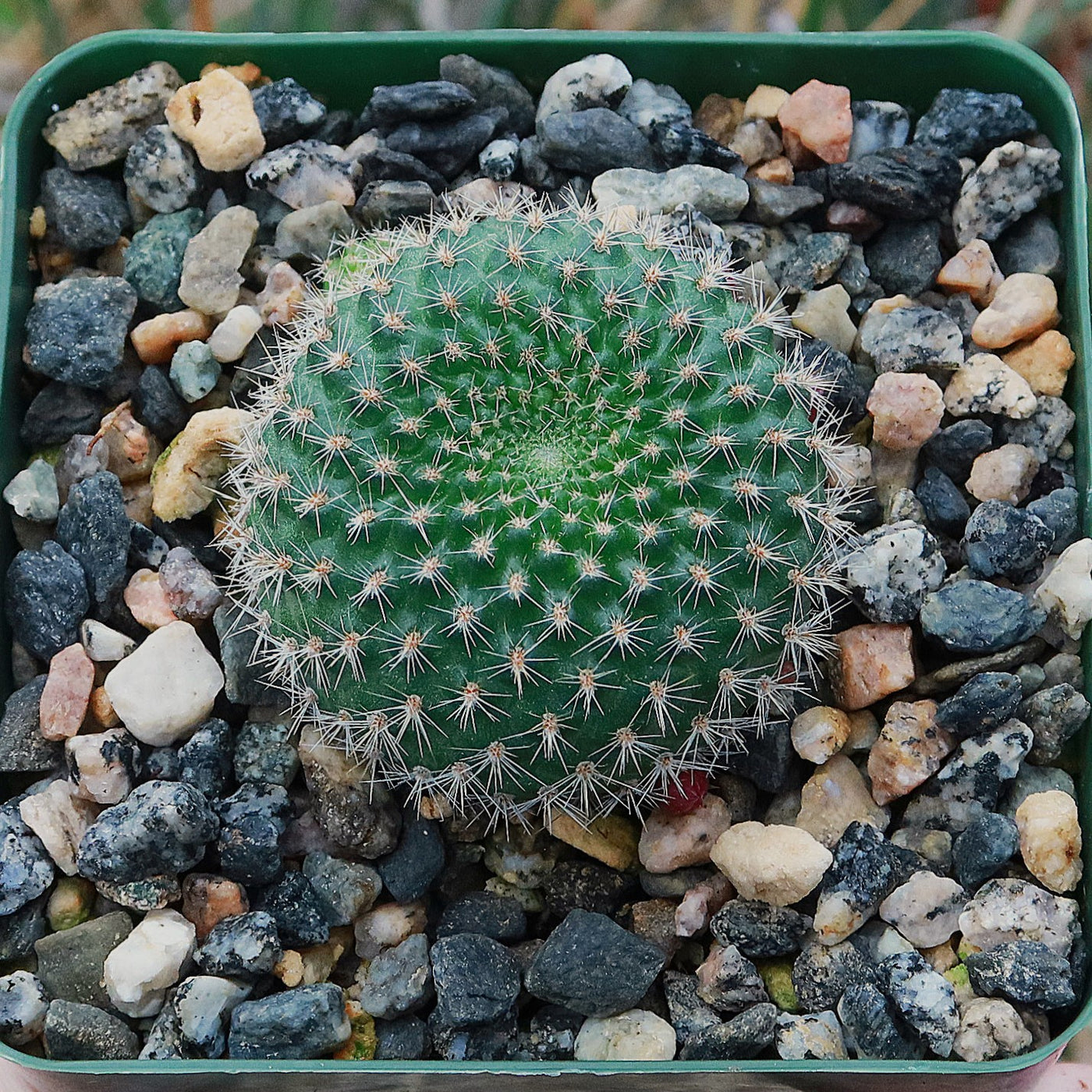 Crown Cactus - Rebutia albispina
