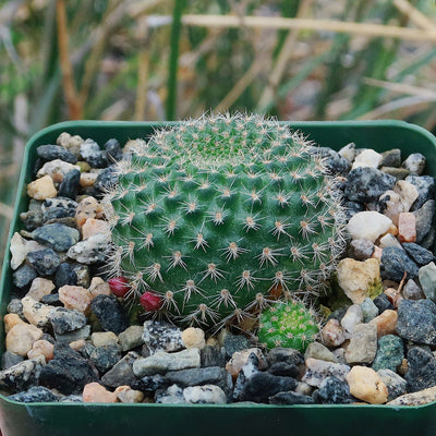 Crown Cactus - Rebutia albispina