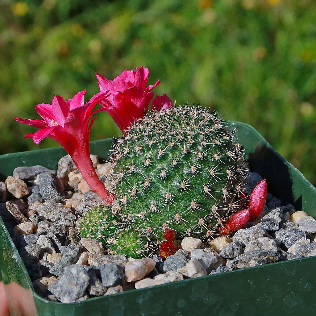 Crown Cactus - Rebutia albispina