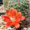 Rebutia vulpina