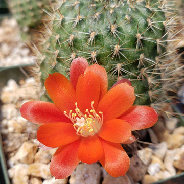 Rebutia vulpina