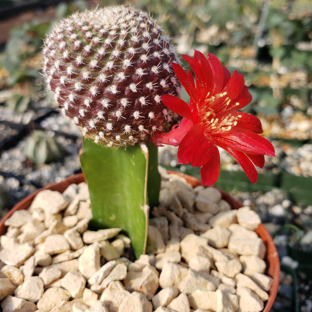 Rebutia krainziana grafted