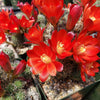 Rebutia sanguinea