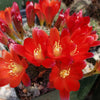 Rebutia sanguinea