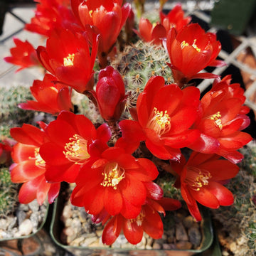 Rebutia sanguinea – Planet Desert