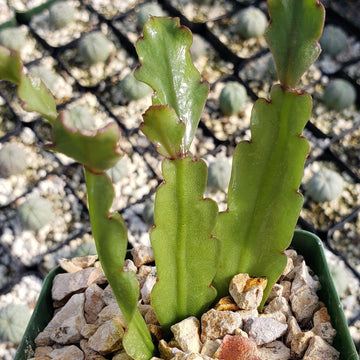succulent with long flat leaves Shop For Rhipsalis Oblonga | Easy-To-Grow Cacti