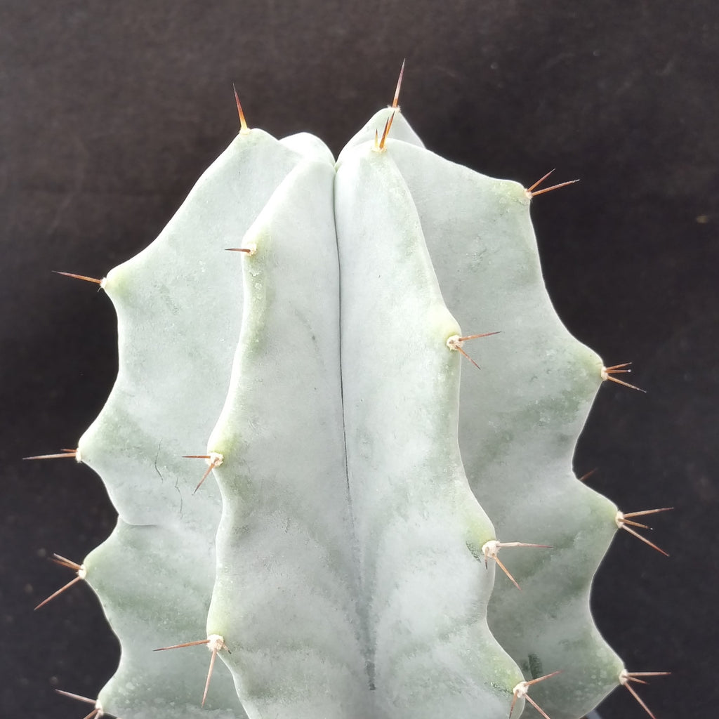 Stenocereus pruinosus