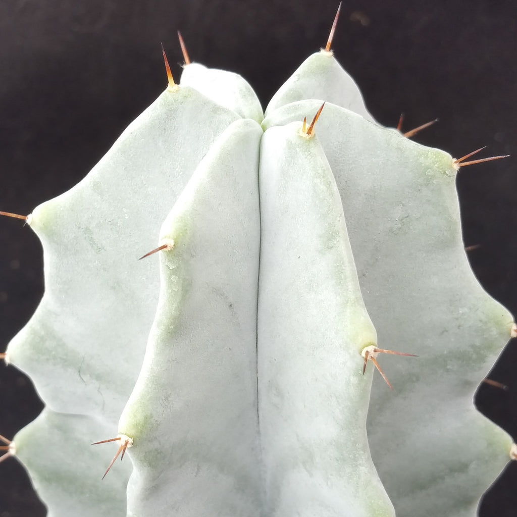 Stenocereus pruinosus