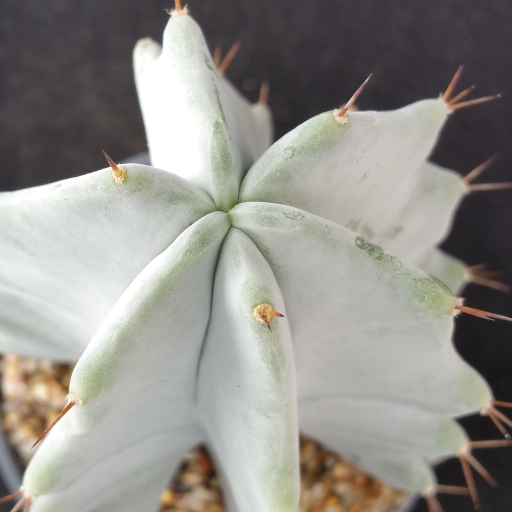 Stenocereus pruinosus