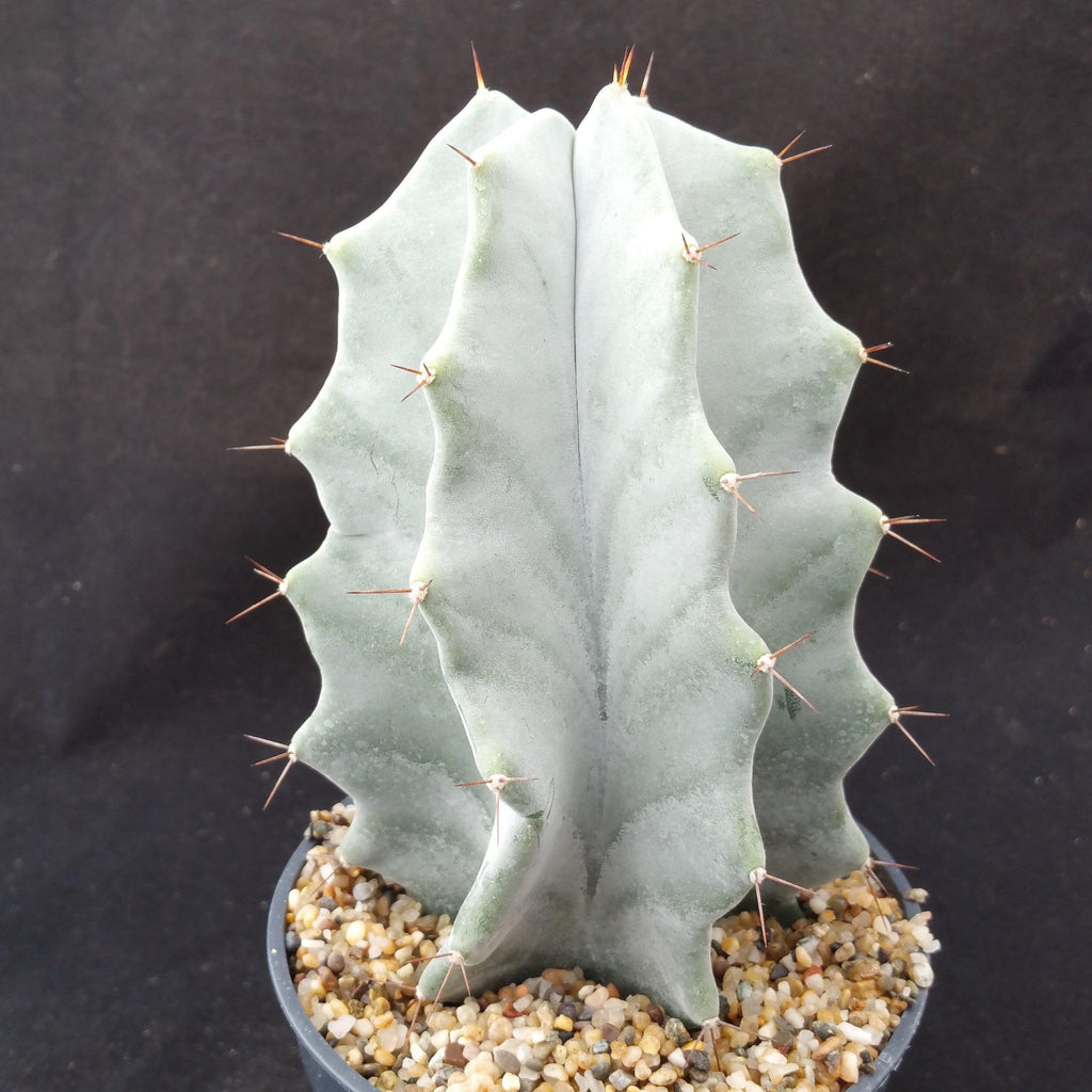 Stenocereus pruinosus