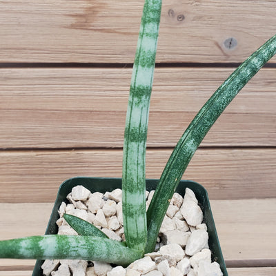 sansevieria african spear African Spear Plant 'Sansevieria cylindrica' - Shop Online