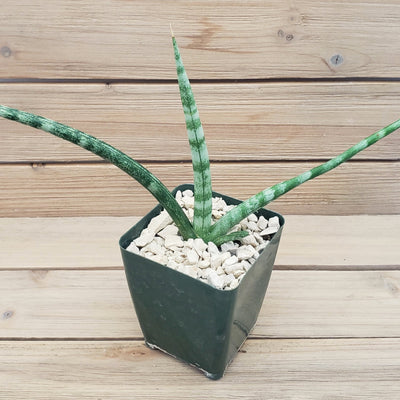 african spear plant 'sansevieria cylindrica African Spear Plant 'Sansevieria cylindrica' - Shop Online