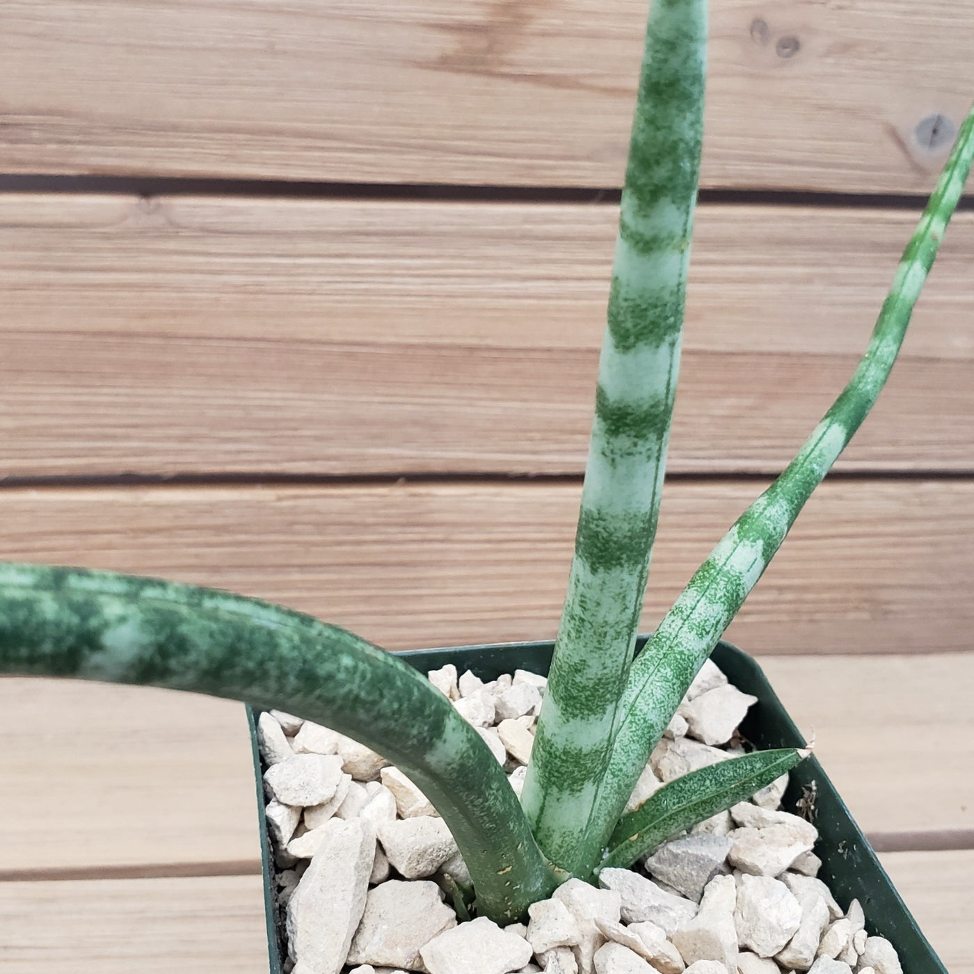 African Spear Plant 'Sansevieria cylindrica' - Cylindrical Snake plant