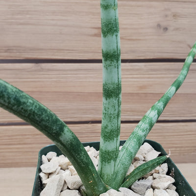 sansevieria cylindrica stuckyi African Spear Plant 'Sansevieria cylindrica' - Shop Online