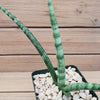 African Spear Plant &