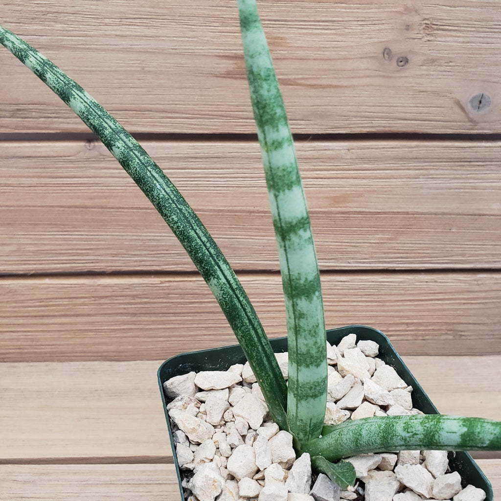 African Spear Plant &