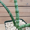 African Spear Plant &