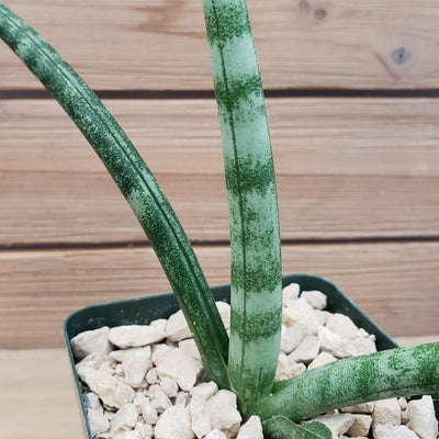 African Spear Plant 'Sansevieria cylindrica' - Cylindrical Snake plant