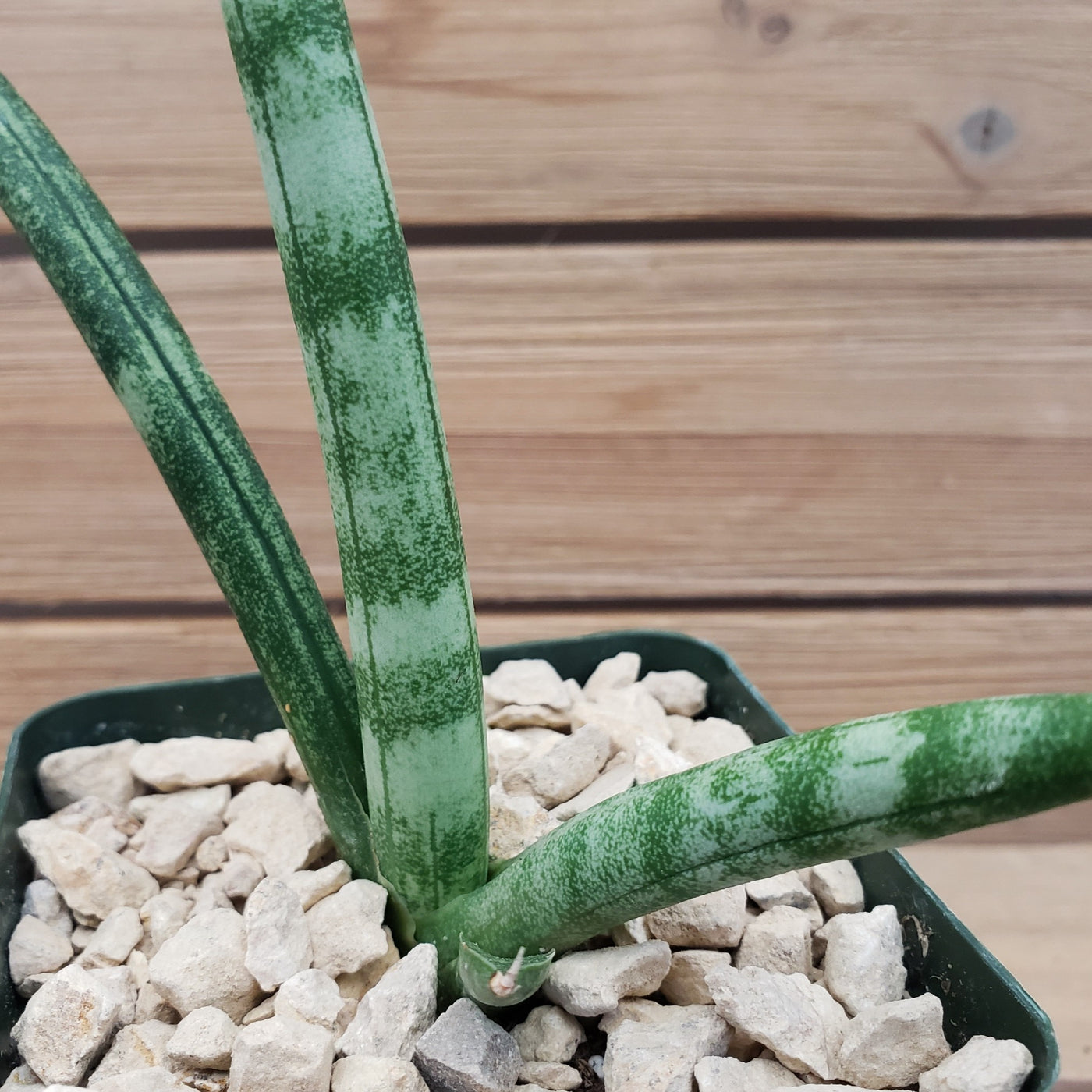 cylindrical snake plant price African Spear Plant 'Sansevieria cylindrica' - Shop Online