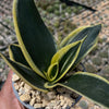 Sansevieria Bird Nest green