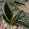 Sansevieria Bird Nest green