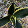 Sansevieria Bird Nest green