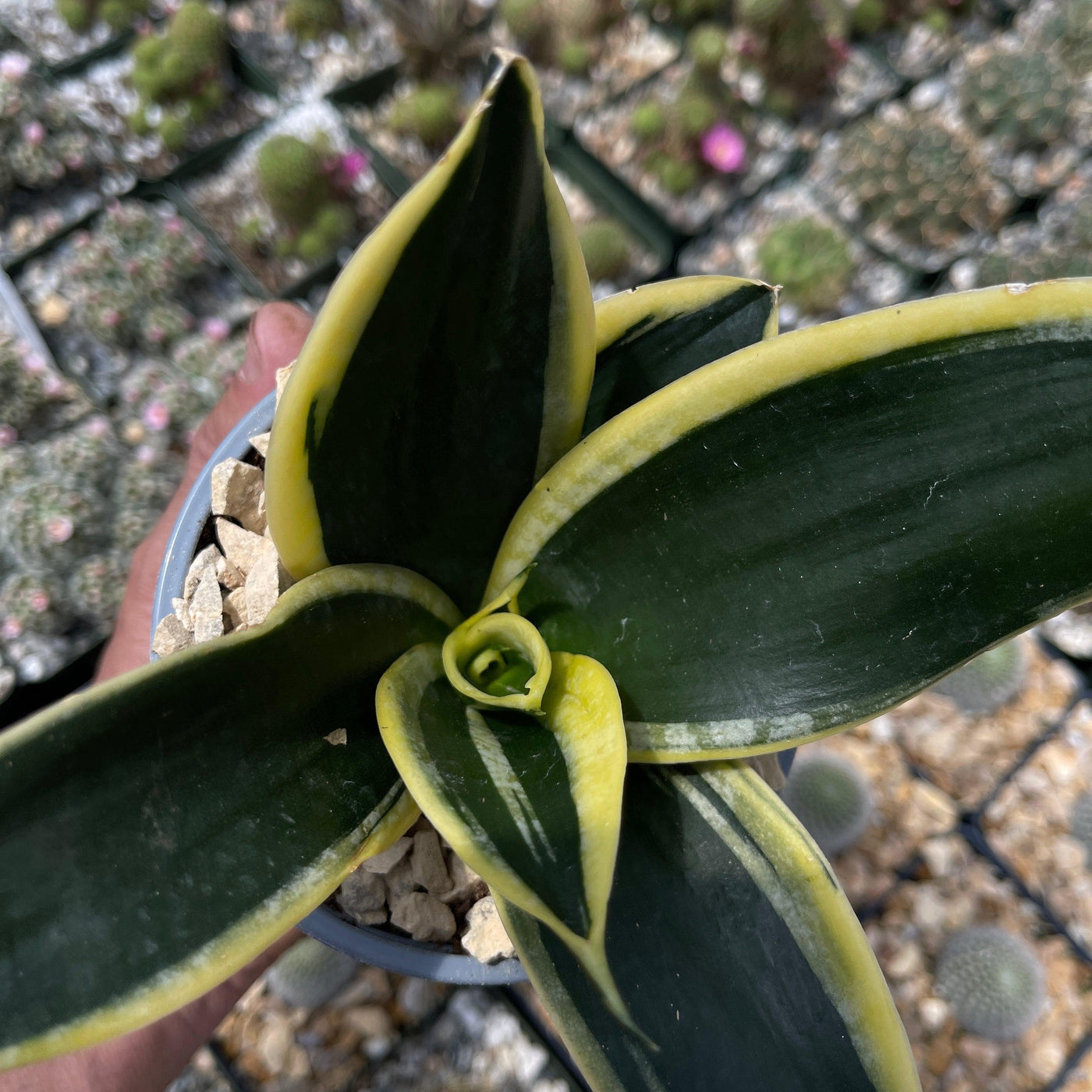 sansevieria hahnii pagoda Buy Sansevieria Hahnii | Bird's Nest Snake Plant