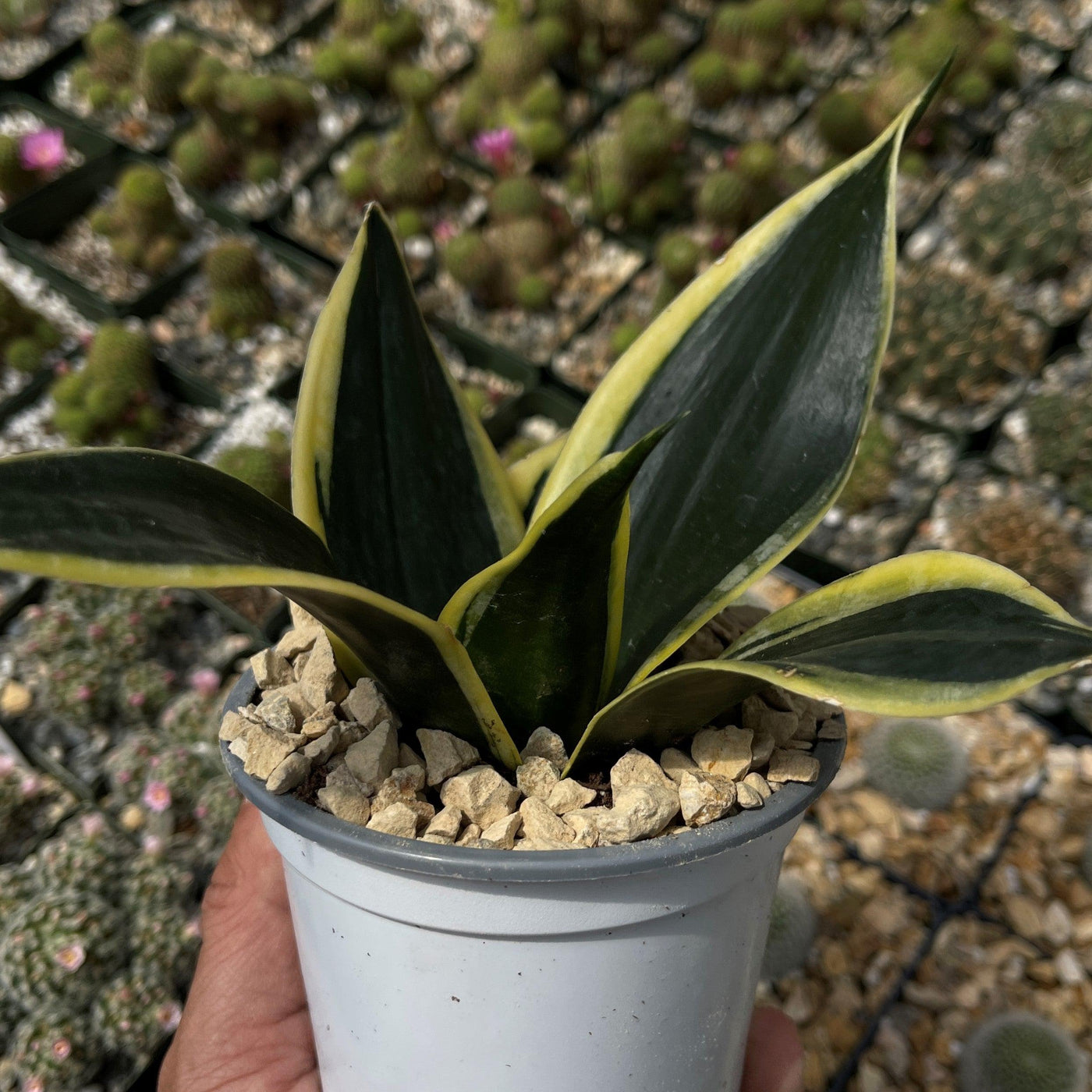 birds nest snake plant light Buy Sansevieria Hahnii | Bird's Nest Snake Plant