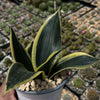 Sansevieria Bird Nest green