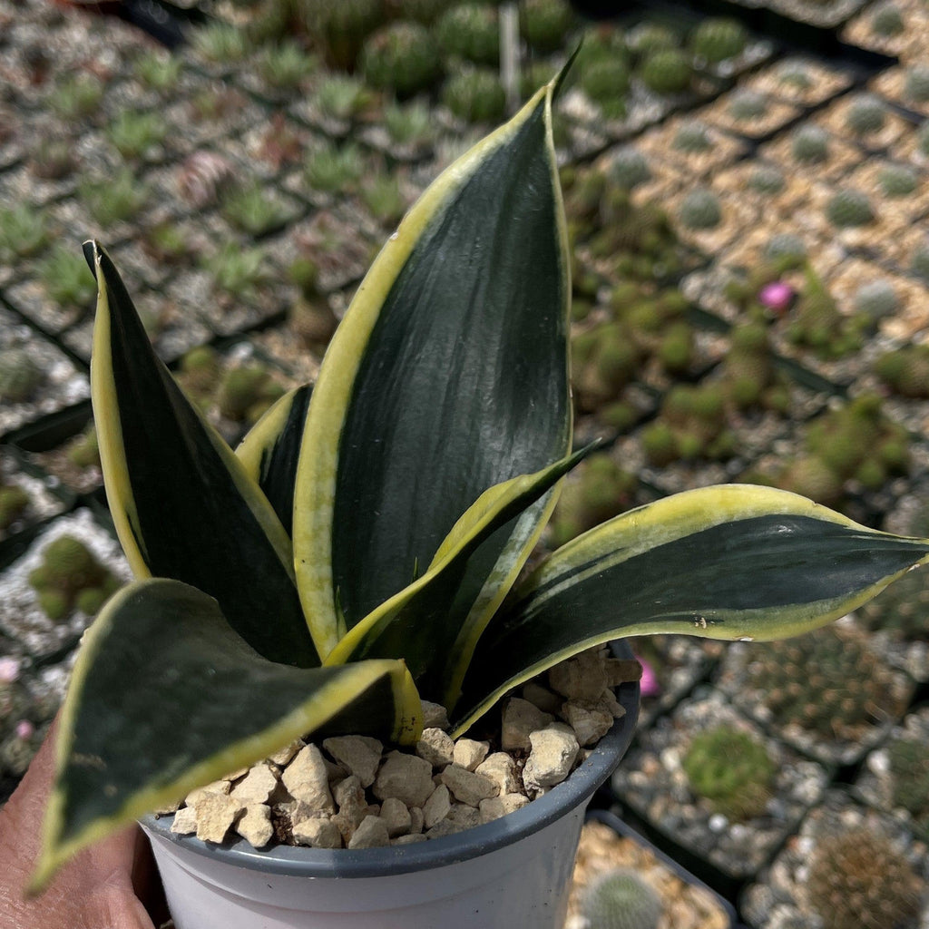 Sansevieria Bird Nest green
