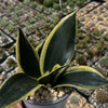 Sansevieria Bird Nest green