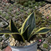 Sansevieria Bird Nest green