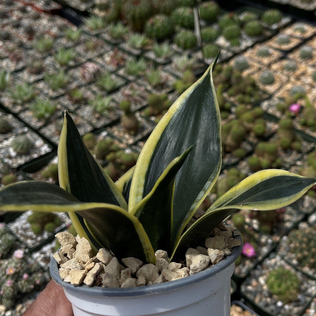 Sansevieria Bird Nest green