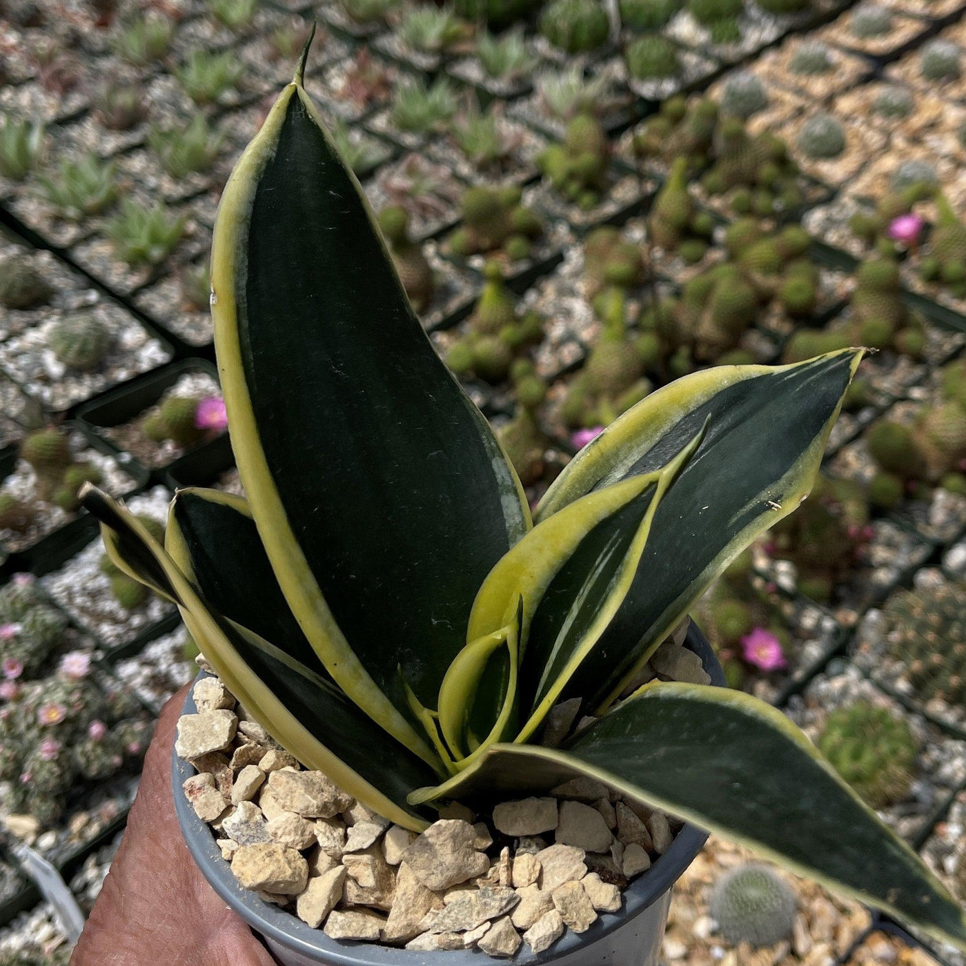 bird's nest snake plant varieties Sansevieria Bird Nest green
