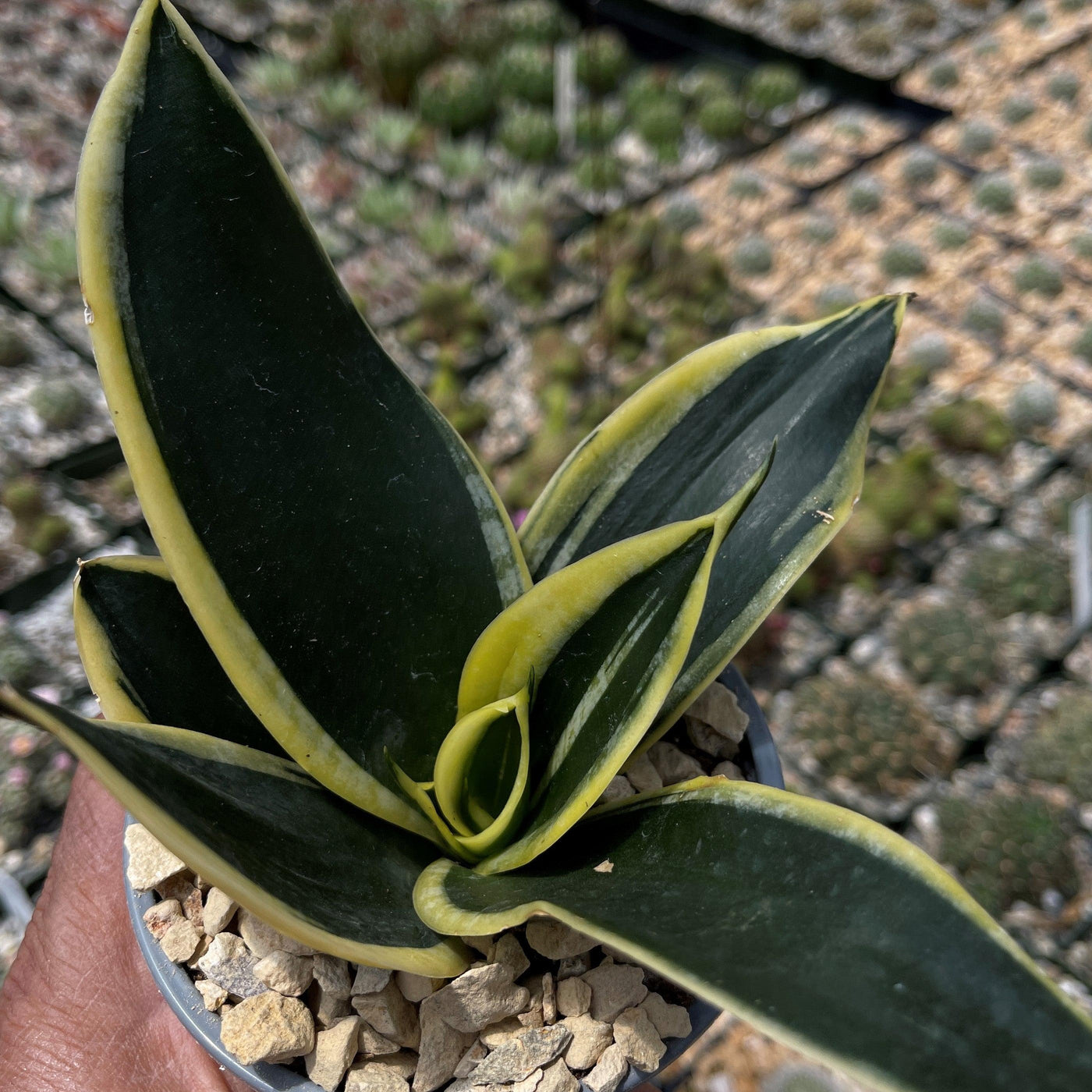 nest snake plant dark Sansevieria Bird Nest green