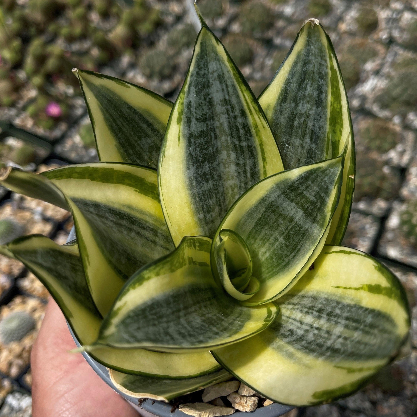 sansevieria birdnest Sansevieria Bird Nest mini – Planet Desert
