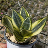 Sansevieria Bird Nest mini