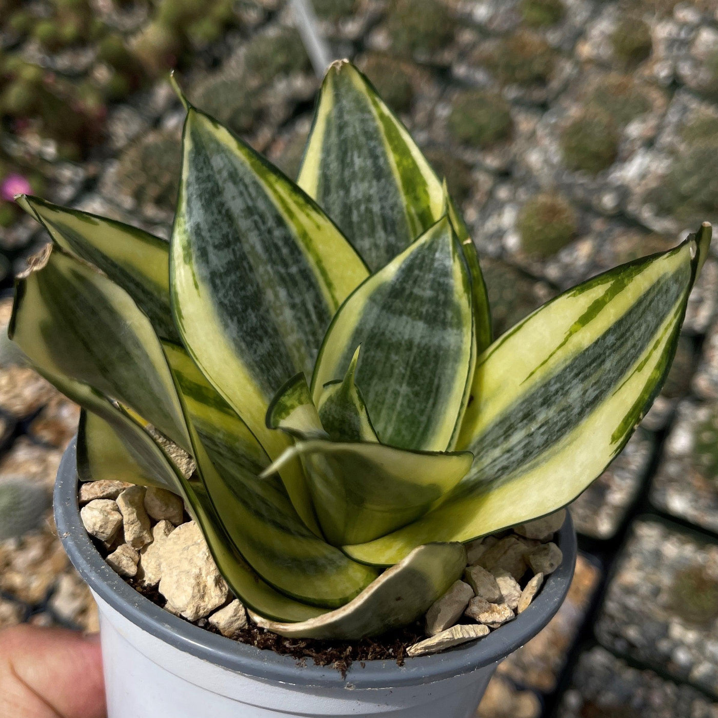 Sansevieria Bird Nest mini