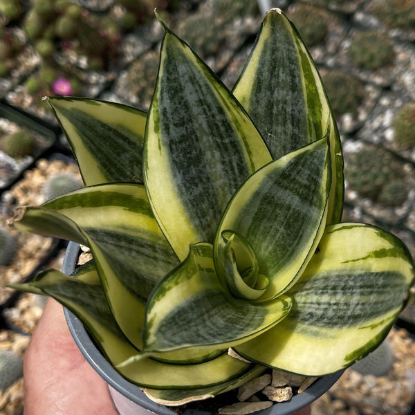 Sansevieria Bird Nest mini – Planet Desert